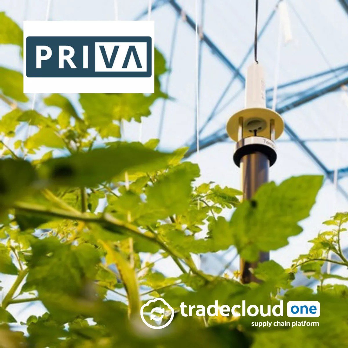 Priva chooses Tradecloud One to future-proof its supply chain cover